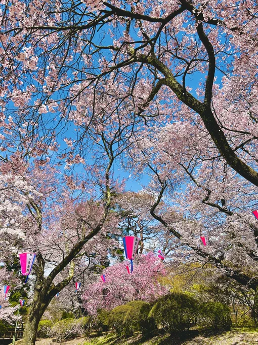 青空で暖かくのんびりできたのも良かったんでしょうが、春日城址の方が全体的に好みでしたね高遠も晴れていればもう少し印象違ったでしょうが、高遠は城址の外の方がポイント高かったです 