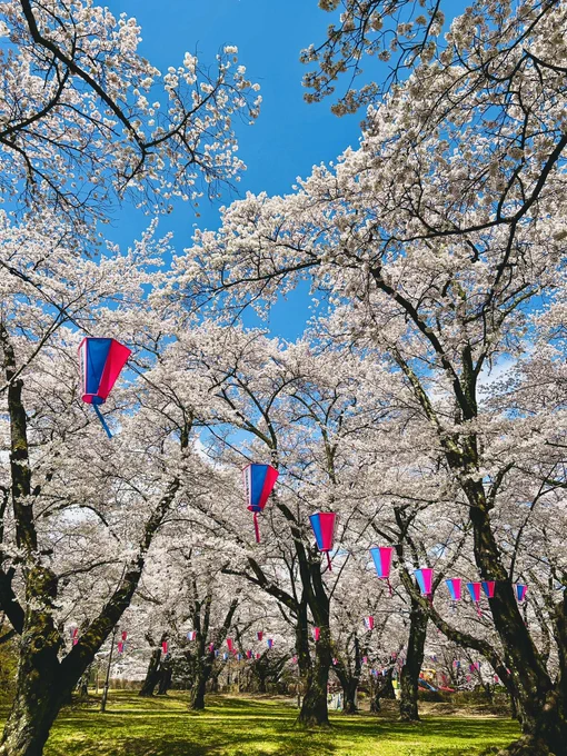 青空で暖かくのんびりできたのも良かったんでしょうが、春日城址の方が全体的に好みでしたね高遠も晴れていればもう少し印象違ったでしょうが、高遠は城址の外の方がポイント高かったです 