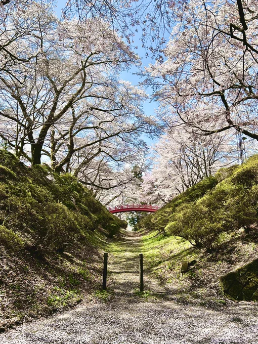 青空で暖かくのんびりできたのも良かったんでしょうが、春日城址の方が全体的に好みでしたね高遠も晴れていればもう少し印象違ったでしょうが、高遠は城址の外の方がポイント高かったです 