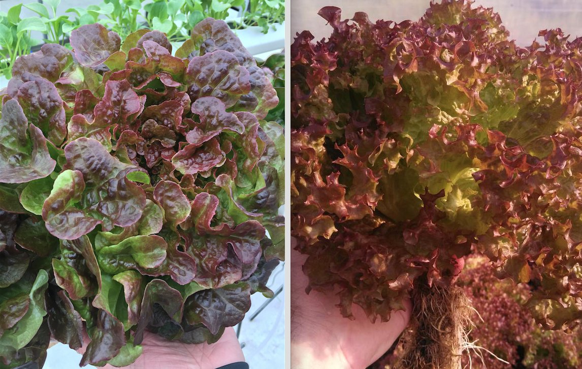 Joe Swartz (@hydroconsultant) on Twitter photo #CEA helps you maximize the anthocyanin pigments in your leafy greens. Consumers love the aesthetic quality as well as their antioxidant and anti-inflammatory properties. Under high light temps, it's important to keep light levels at maximum and VPD range tight. <a href="/AmHydro/">American Hydroponics</a> #CEA helps you maximize the anthocyanin pigments in your leafy greens. Consumers love the aesthetic quality as well as their antioxidant and anti-inflammatory properties. Under high light temps, it's important to keep light levels at maximum and VPD range tight. <a href="/AmHydro/">American Hydroponics</a>