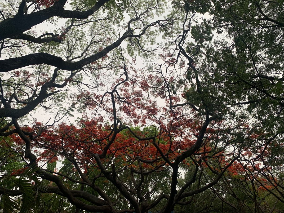KRPrasadIISc's tweet image. Our campus @iiscbangalore after a short shower of rain