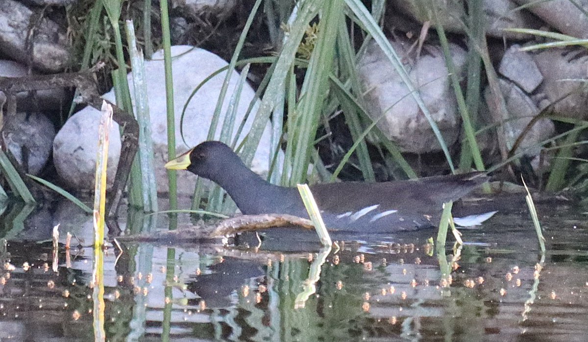 Twitched a Moorhen today😀 LESSER MOORHEN at Agia Varvara. Lifer for me. Around 10 Western Palearctic records and a first for Cyprus. Originally found by <a href="/AndersG2211/">Anders Gray</a> on April 3rd. Glad it stayed for me #cyprusbirds