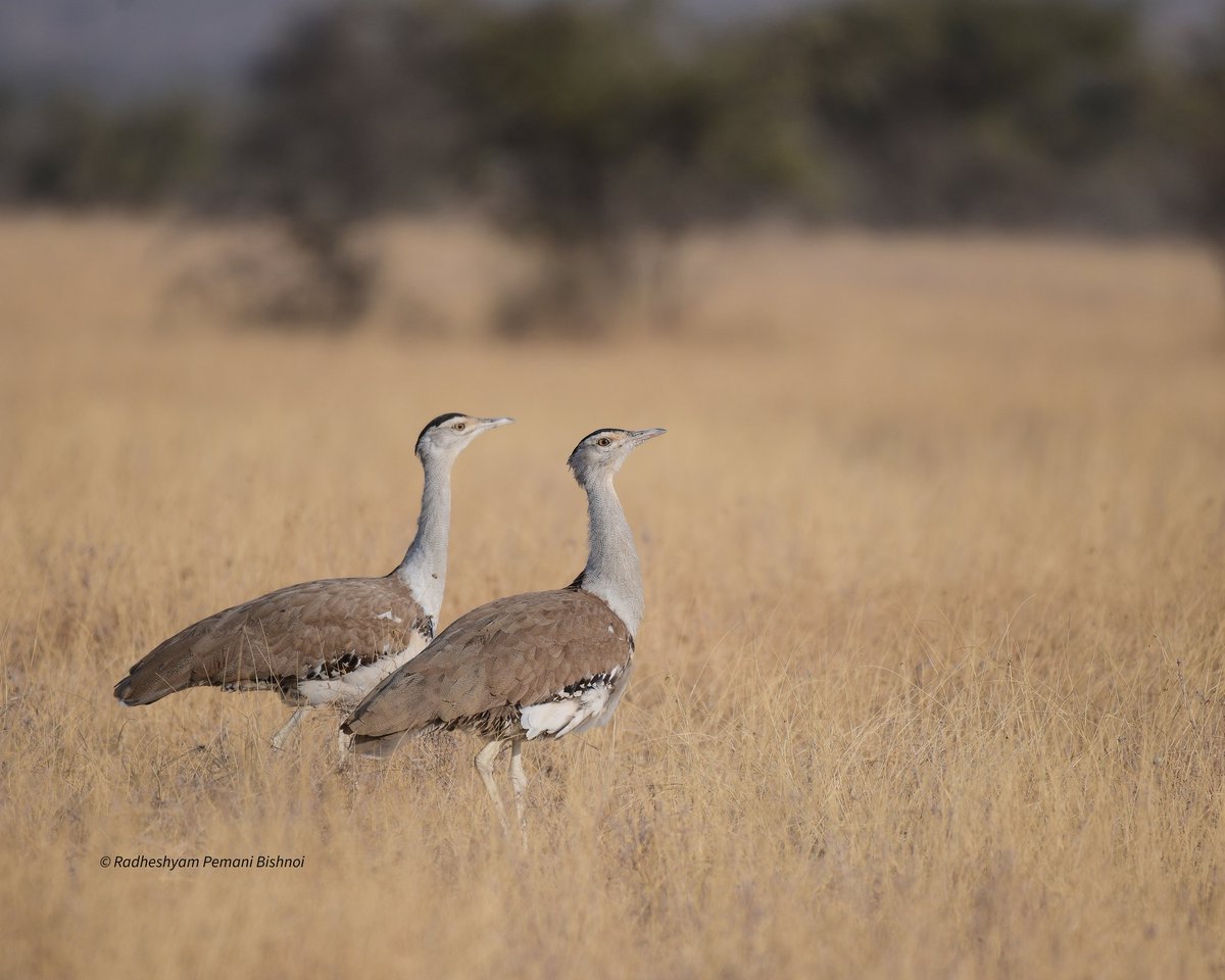 Radheshyam Bishnoi (@radhebishnoi__) on Twitter photo Great indian bustard गोडावण 
DNP Pokhran, Rajasthan. Great indian bustard गोडावण 
DNP Pokhran, Rajasthan.