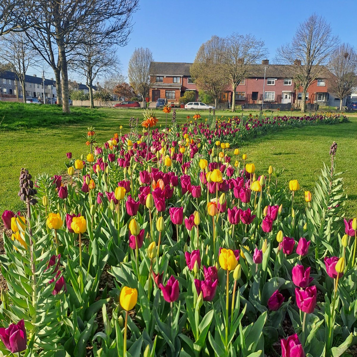 The local parks staff carried out planting in the Stardust memorial park, the staff planted over 2500 tulip bulbs. I am sure that we can agree that the end result is absolutely stunning 🌷. The pictures below are from bulb to bloom!