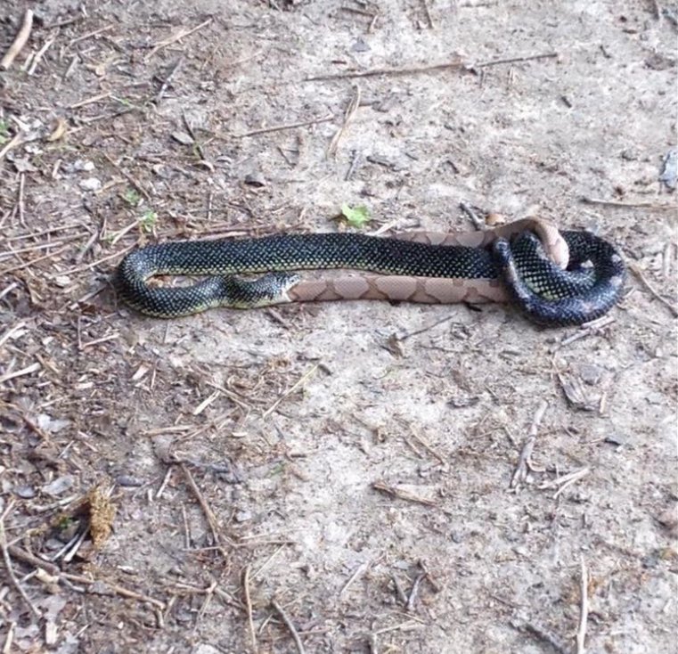 <a href="/RockOnemore/">OnemoreRock</a> Nope, but this Georgia kingsnake did 😅
