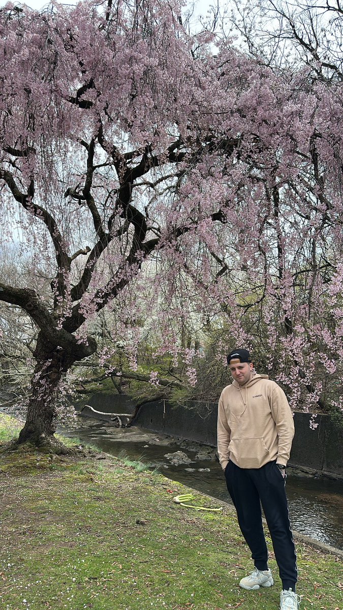 Encountered my first cherry blossom tree.