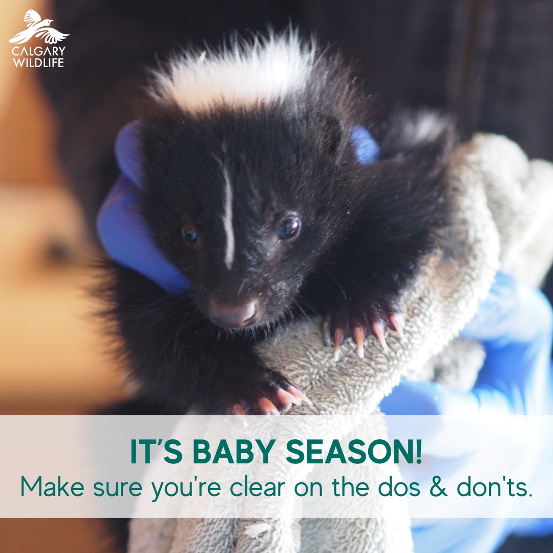 CalgaryWildlife's tweet photo. Spring has arrived (Calgary style) — and so have the babies! 🐿️🐣 Every year, well-meaning folks “rescue” wildlife that doesn’t need help. Before stepping in, learn how to tell if that baby really needs saving: https://t.co/mjZWxrDq4c
#yyc #calgarywildlife https://t.co/pZYSK9Gp8G