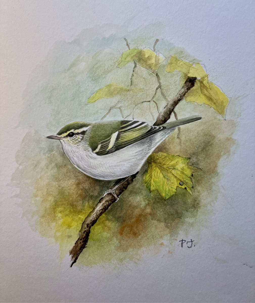 West Midland Bird Club tweet media