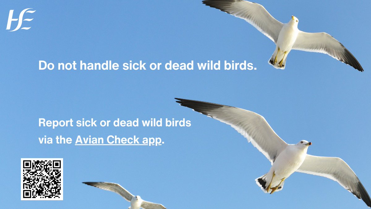 If you find any sick or dead wild birds, like wild ducks, wild geese, swans, gulls or birds of prey - do not handle them.

Follow advice from <a href="/agriculture_ie/">Dept of Agriculture, Food and the Marine</a> 

Report sick/dead wild birds via the Avian Check app. …heck.apps.services.agriculture.gov.ie/report