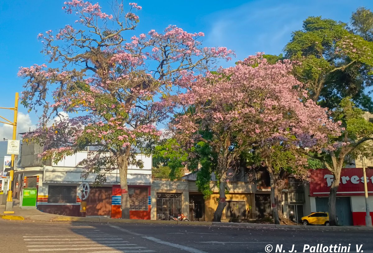 NJPallottiniV's tweet photo. Apamates por la ciudad.
San Cristóbal - Venezuela.
#arbol #apamates #photography #love #Fotos #Travel #inspiration #postal #SanCristobal #tachira #Venezuela #streetphotography https://t.co/7Zxlbs5nr4