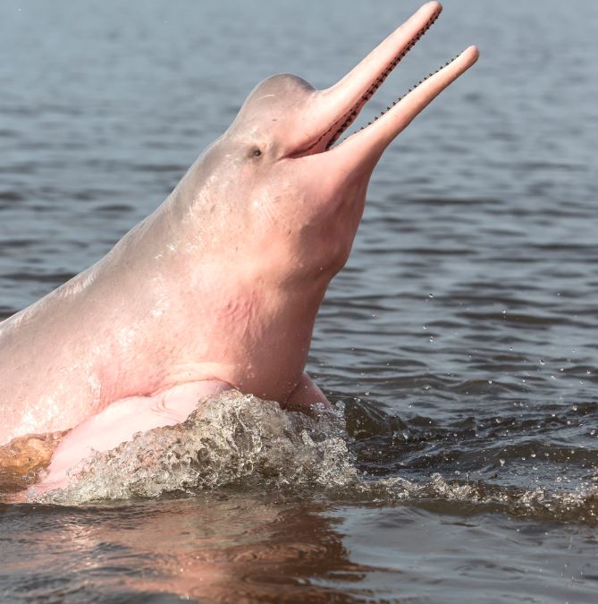 fun_world_facts's tweet photo. The Amazon pink river dolphin, found in Peru’s rivers, is the largest freshwater dolphin species and can grow up to 2.5 meters (8 feet) long 😯🐬🩷 Explore more about Peru ⬇️ https://t.co/Bk6oqYe0xM