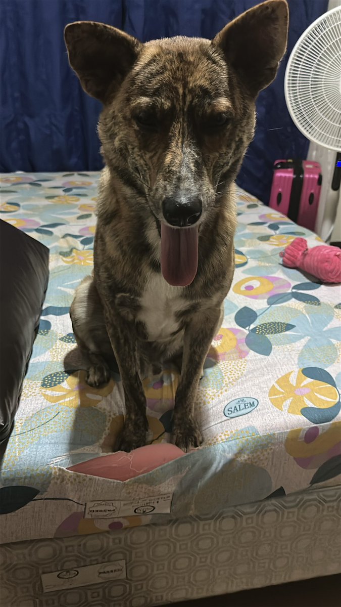 GerminoRics7's tweet image. My work buddy 😁👅 #pawkids #dog #pawkids124 #furparents #paws #pets #arff #kenji #happydog #aso #doggie