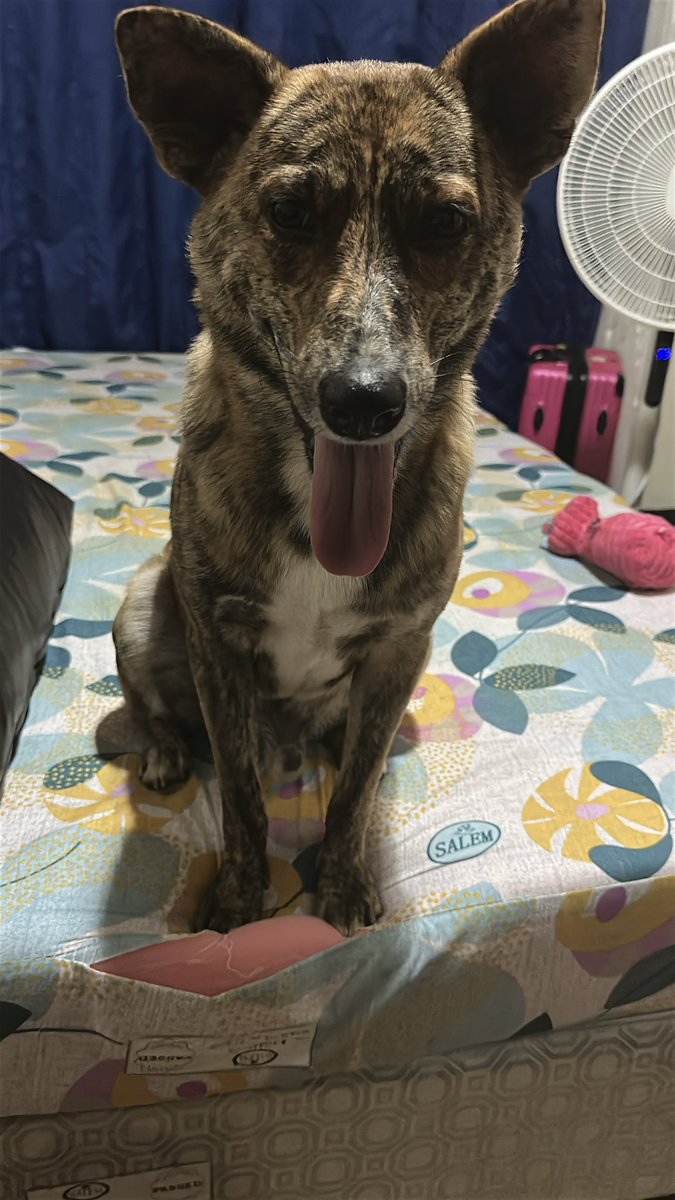 GerminoRics7's tweet image. My work buddy 😁👅 #pawkids #dog #pawkids124 #furparents #paws #pets #arff #kenji #happydog #aso #doggie