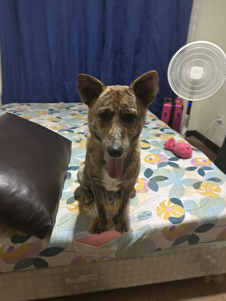 GerminoRics7's tweet image. My work buddy 😁👅 #pawkids #dog #pawkids124 #furparents #paws #pets #arff #kenji #happydog #aso #doggie