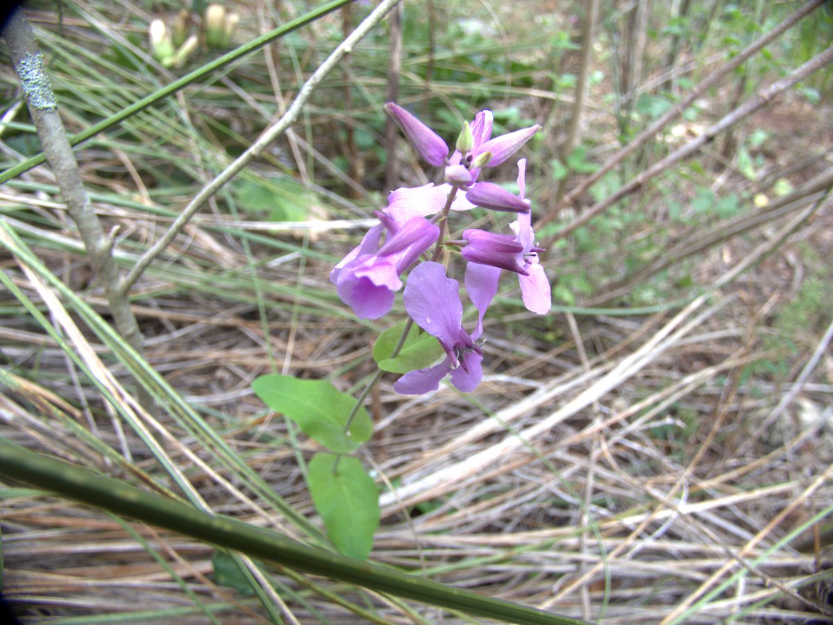 ARochaUSA's tweet photo. 🪻☠️ In our recent blog, Noah Guthrie describes the strength and suffering of the endangered Bracted Twistflower, then reflects on how we might see Jesus enter that creaturely suffering in order to strive against it.

Twistflower Cross: https://t.co/OiCoMFh9Us https://t.co/nUEGfa15Ra