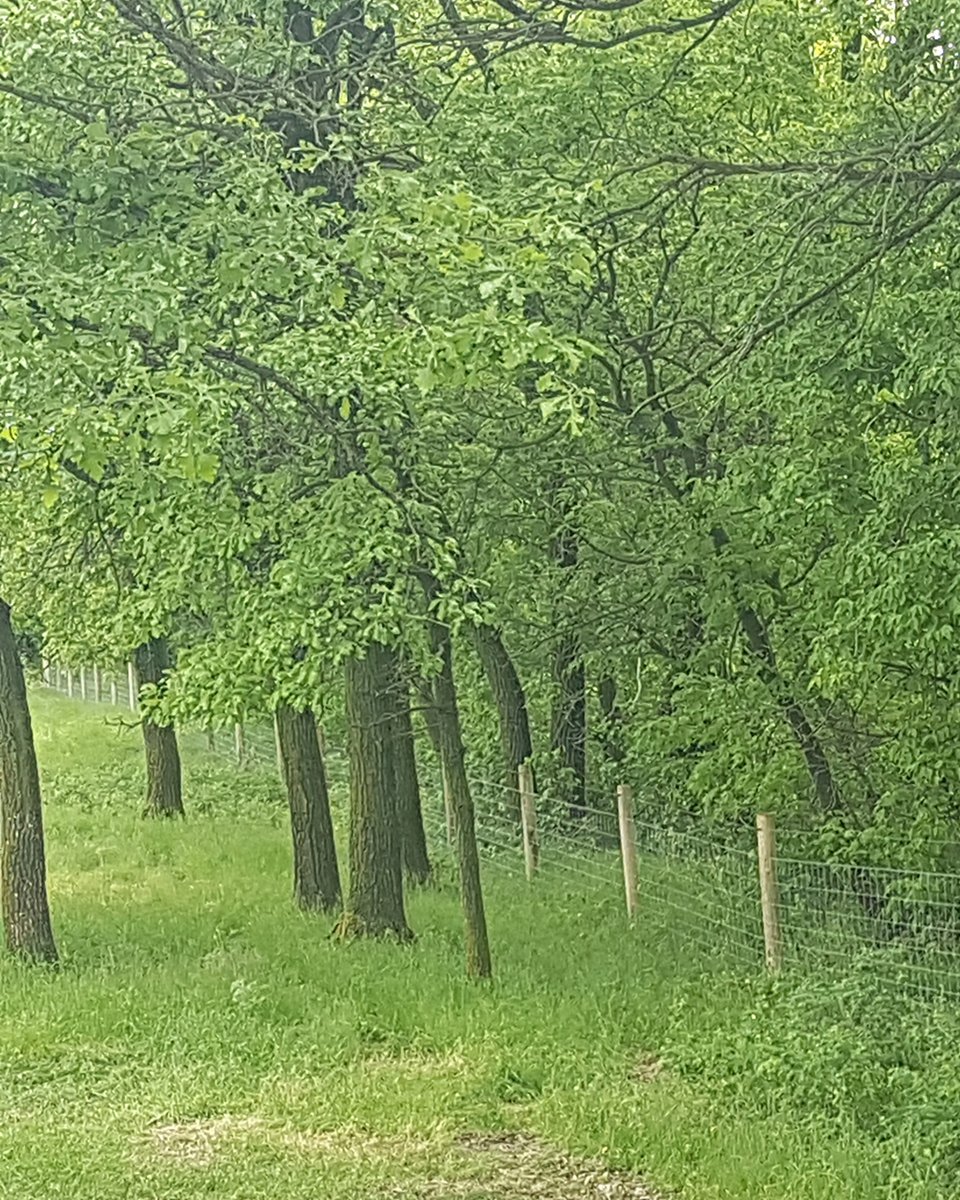 Riparian areas in their natural states provide water filtration, slowed runoff, enhanced biodiversity, preservation of natural vegetation, habitat and food supply and shoreline stability.