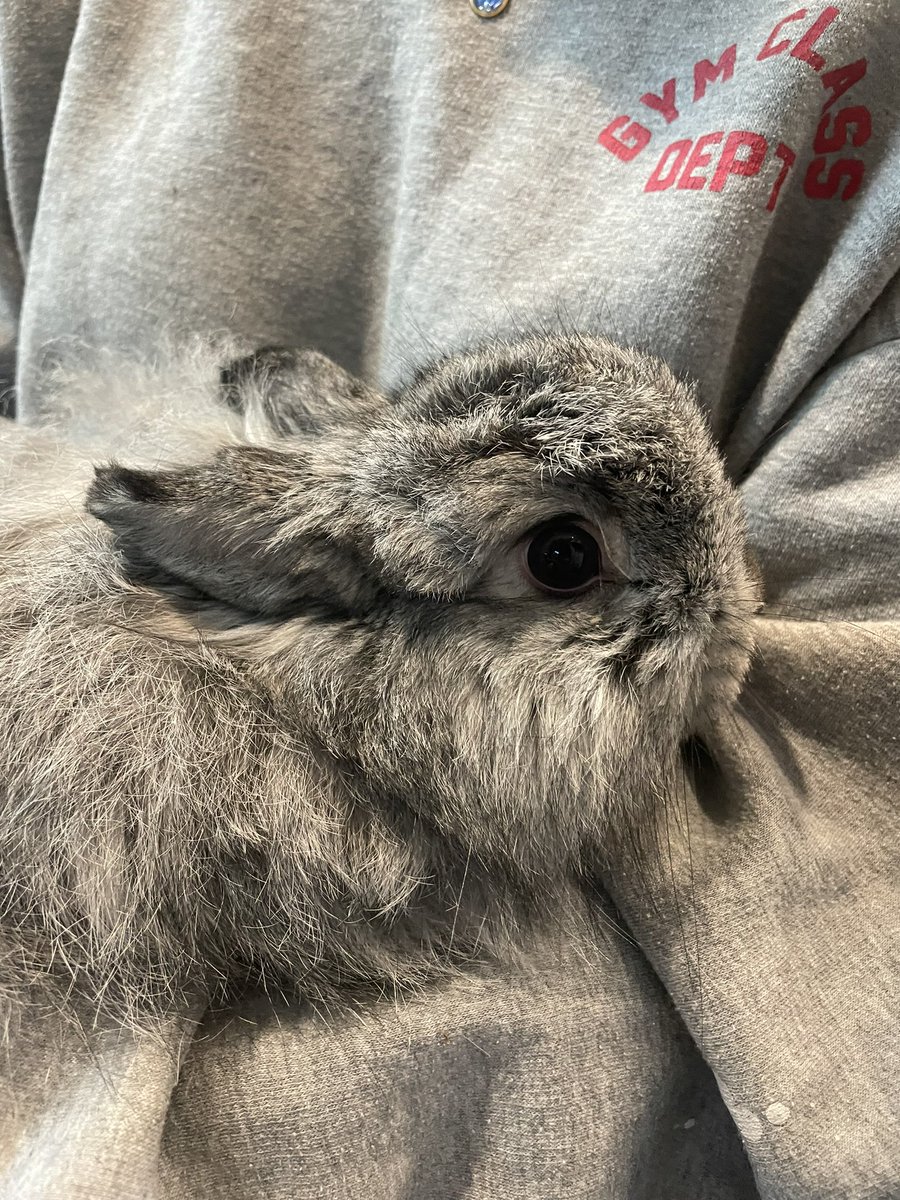 TECCWFLORAL's tweet photo. Easter Bunny pictures are live this week! Featuring live Lewisville FFA rabbits. Our students did a great job with these backdrops! We’re excited to see how the pictures turn out. 🐣 💐 https://t.co/gvgQrxKQyN