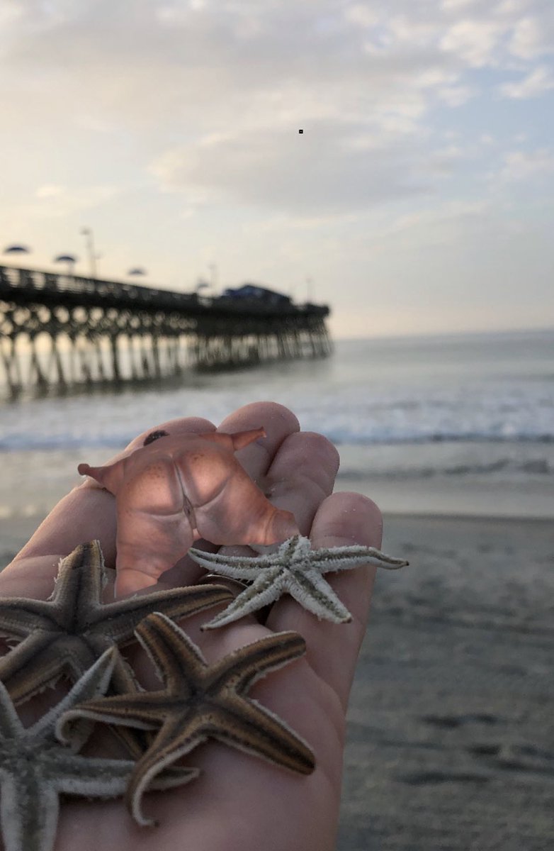 Can’t believe a literal ass made it past Dexscreener and now my bags up.
This is the most DeFi thing I’ve ever witnessed.
$STARFISH forever.

7jpqw32JwBq1NFRqvExVgXFhRsbvbaF8udmjoH6Tpump