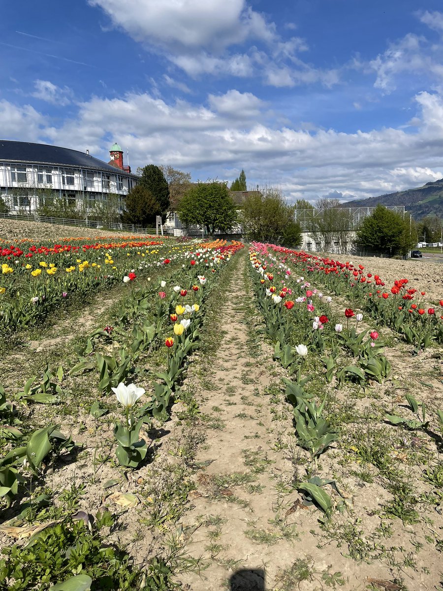 drfouquesweiss's tweet photo. Cueillir ses tulipes soi-même pour Pâques https://t.co/OD6o3OnQtC