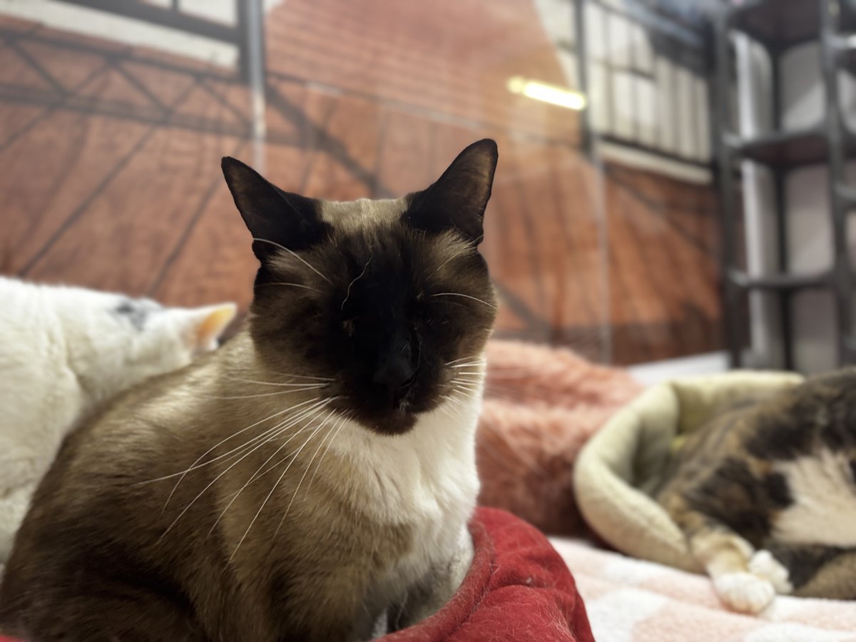 #COTD Sandy is a blind kitty who has been here since 2012! He enjoys walking around his room with his favorite possum toy &amp; meowing, sitting in laps, &amp; walking the wheel! He's a very curious, sweet boy who loves hanging out with his friends!

Read more: blindcatrescue.com/cats/sandy.htm