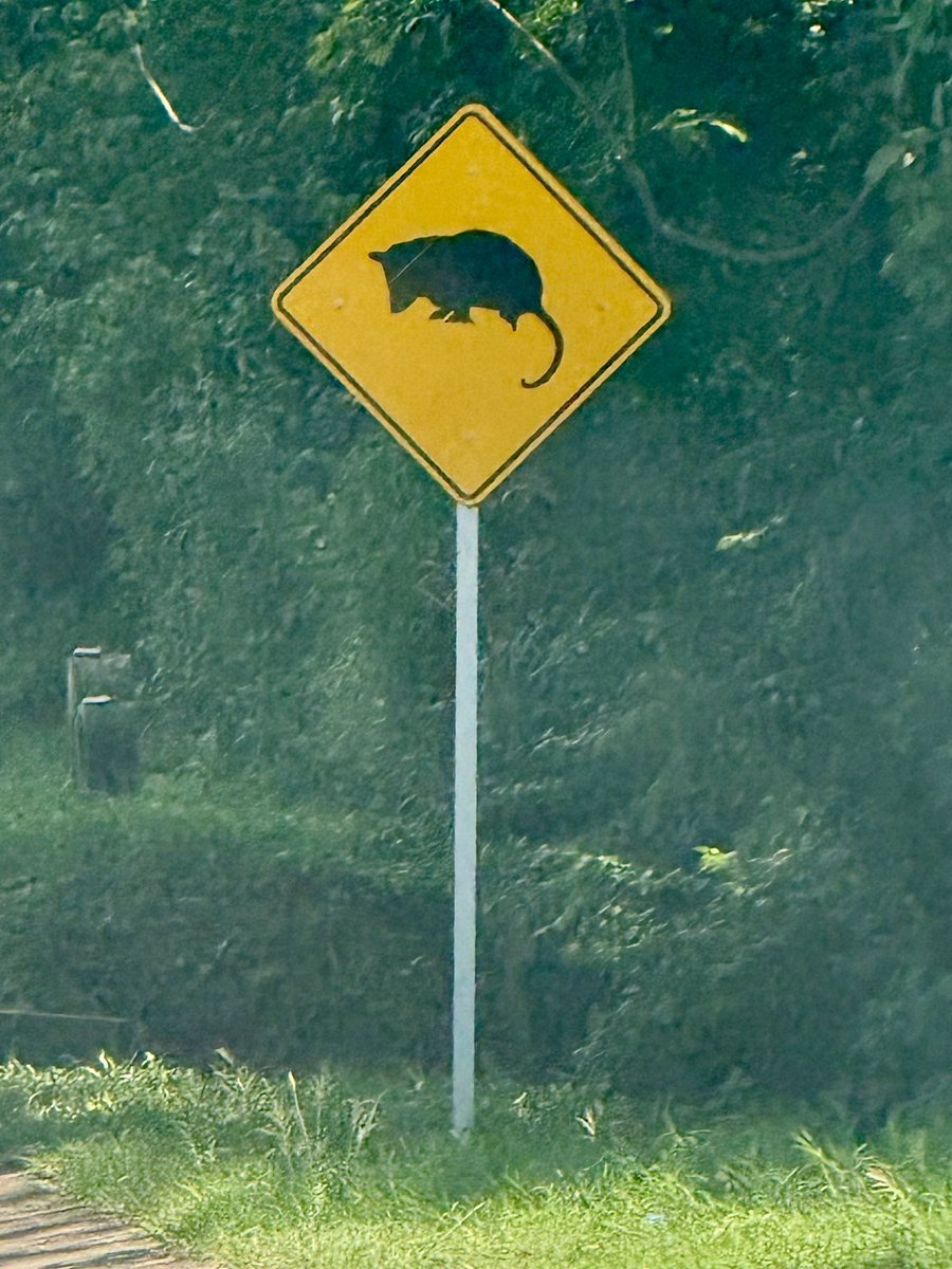 Sr. Mapache 🇨🇴 tweet media