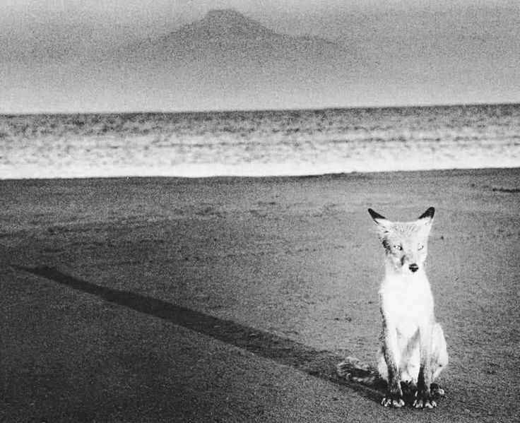 Red fox, Hokkaido
Akio Hino