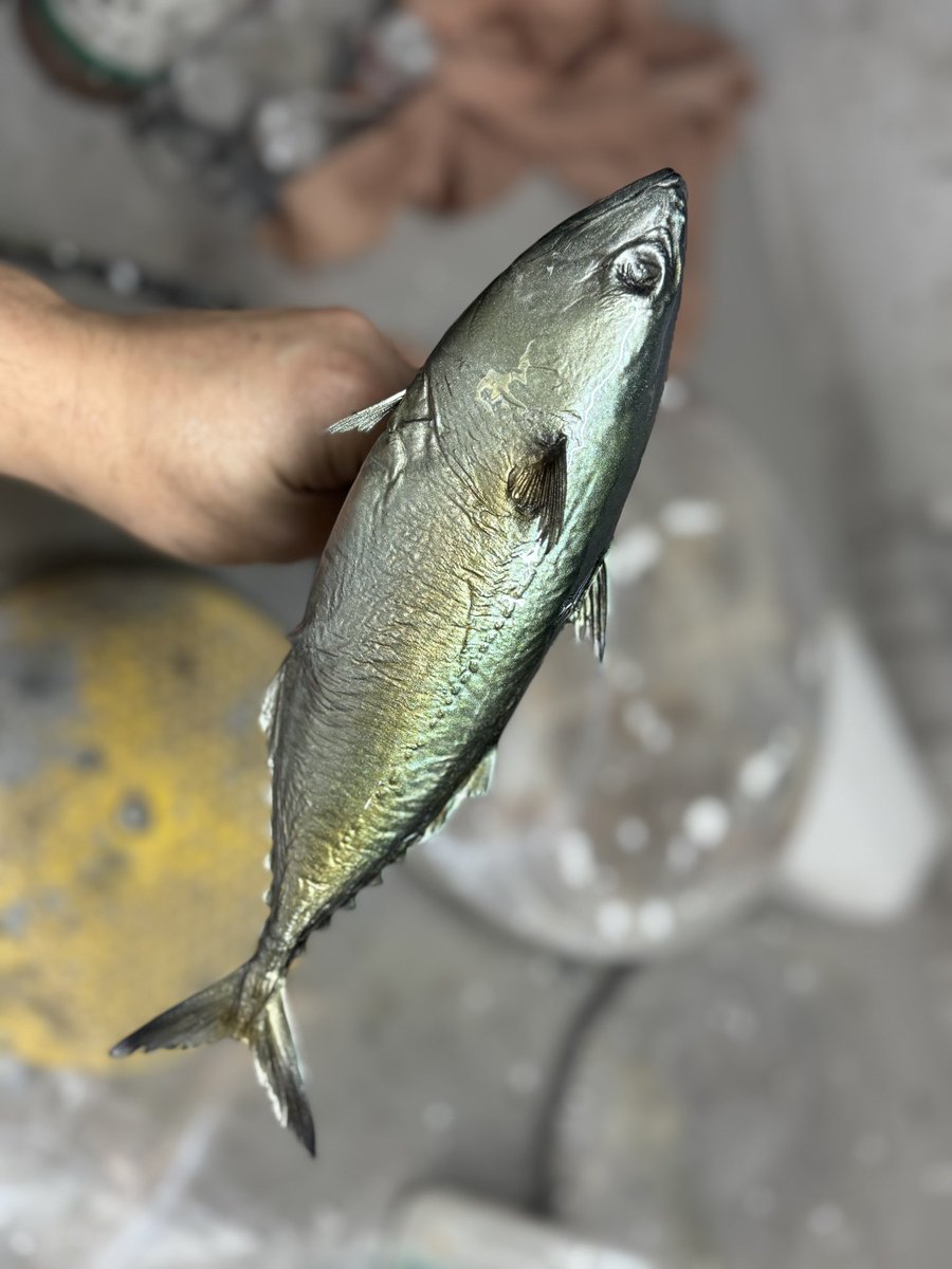 declaystudio's tweet image. Painting an Indian mackerel WIP