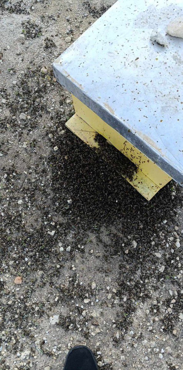 SuppressedNws's tweet image. ⚡️🇮🇱JUST IN:

Israeli settlers poisoned the beehives of a farmer in the Farsh Al-Hawa area of Hebron (Al-Khalil) City, in the southern West Bank.

The same tactic is also used by Israelis to target sheep and cattle owned by Palestinian farmers.