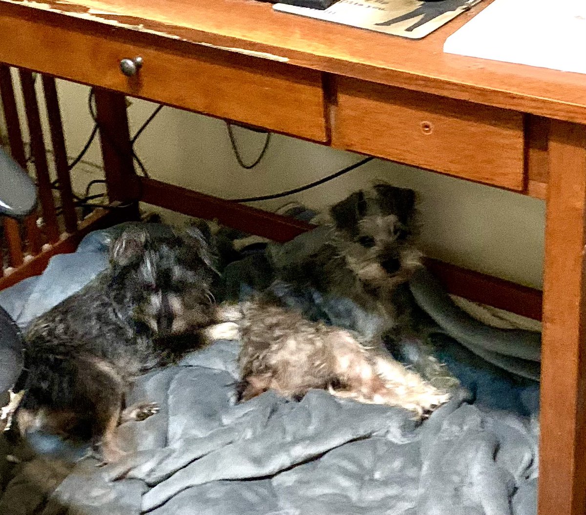 Ok Mom! We’re ready to start work for the day! So get your butt in here! 🤭🤭🤭
Happy Monday everyone! ☺️💕🤗🐾
#dogsoftwitter #schnauzergang