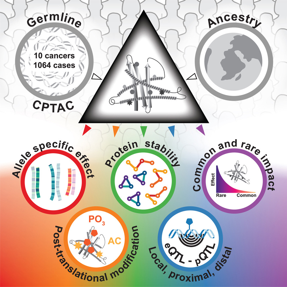 ZeynepHG's tweet image. Our study out in Cell @CellPressNews
on how germline variants shape tumors: Precision proteogenomics reveals pan-cancer impact of germline variants. Great work by @EsaiMyvizhi from @SinaiGenetics @IcahnMountSinai @TischCancer @SinaiImmunol &amp;amp;great collab sciencedirect.com/science/articl…