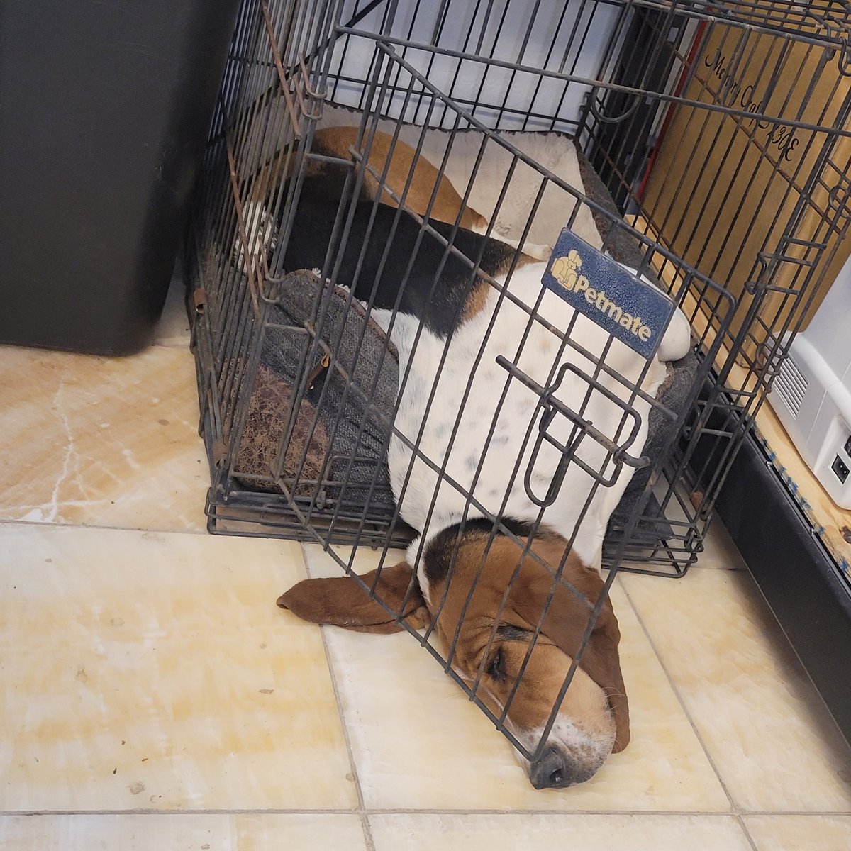 kingtodd's tweet image. When I first got Clementine, I used this crate &amp;amp; bed for her. For the longest time, even after outgrowing it, she would come to my shop &amp;amp; nap in it. Somehow, she would get in &amp;amp; turn around, but when she went to sleep, she would inevitably spill out.