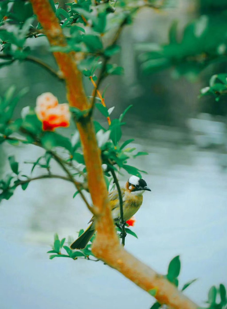 张蔓蔓 tweet media