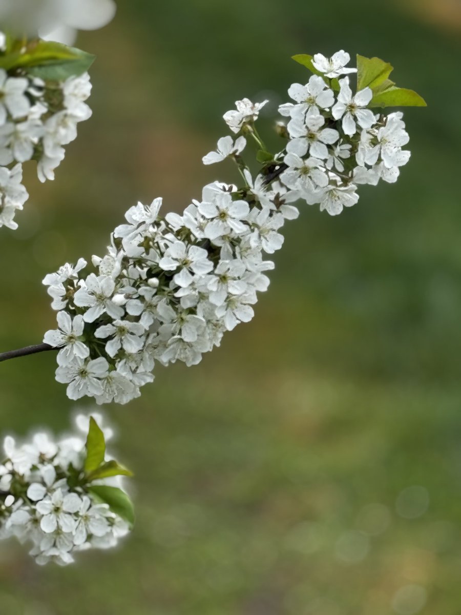 Bloesem