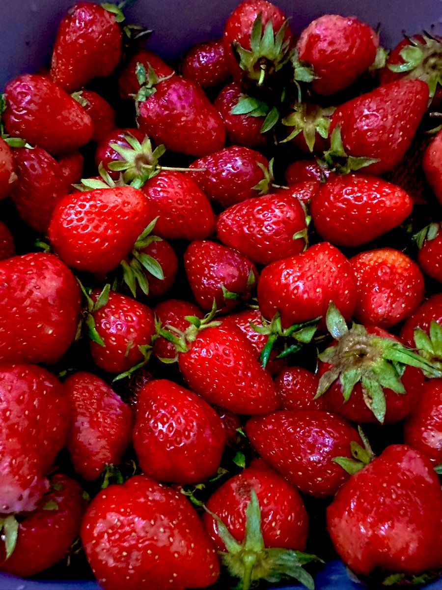 🍓 season is officially on!