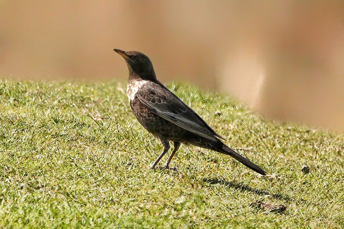 Peter Neasham tweet media