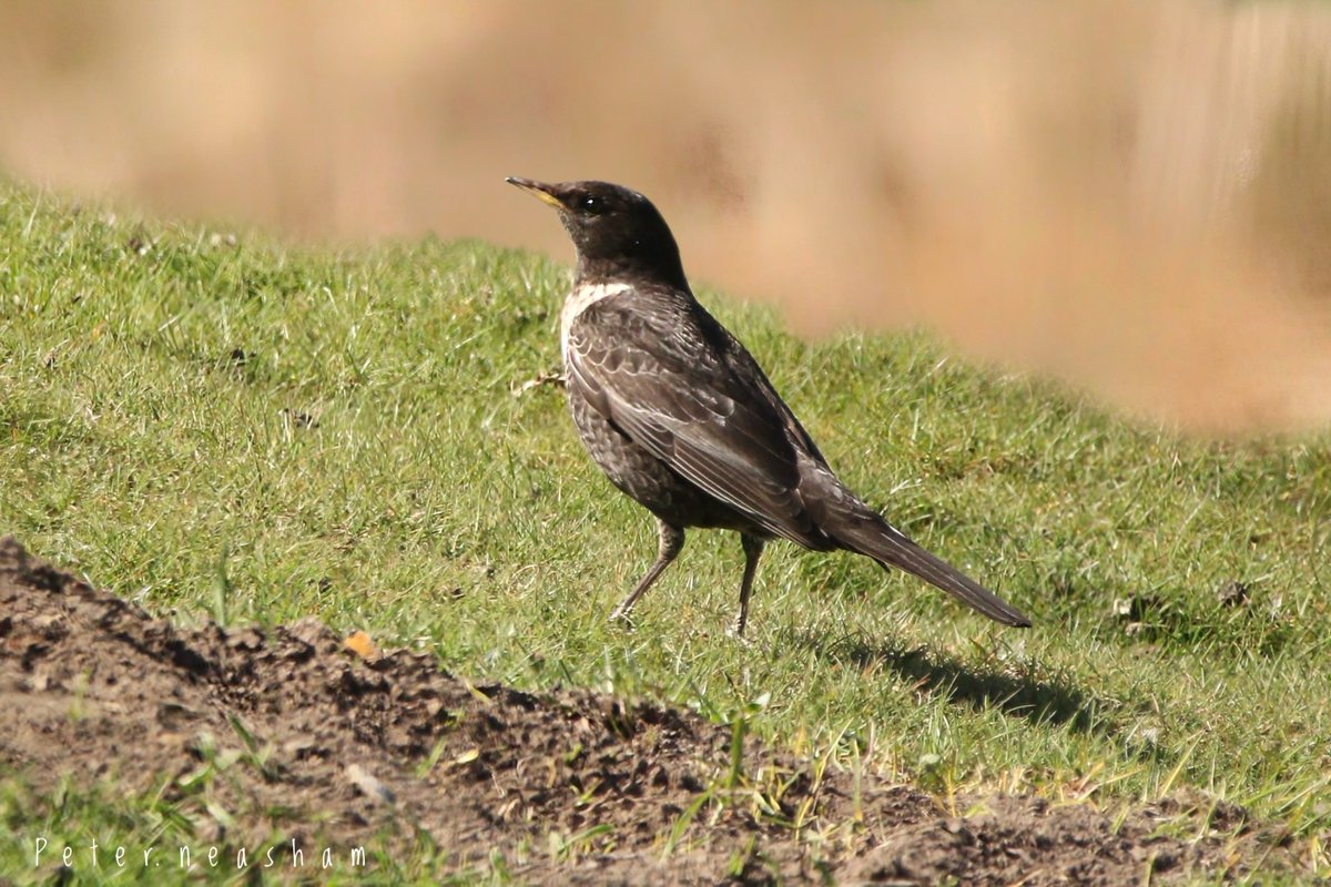 Peter Neasham tweet media