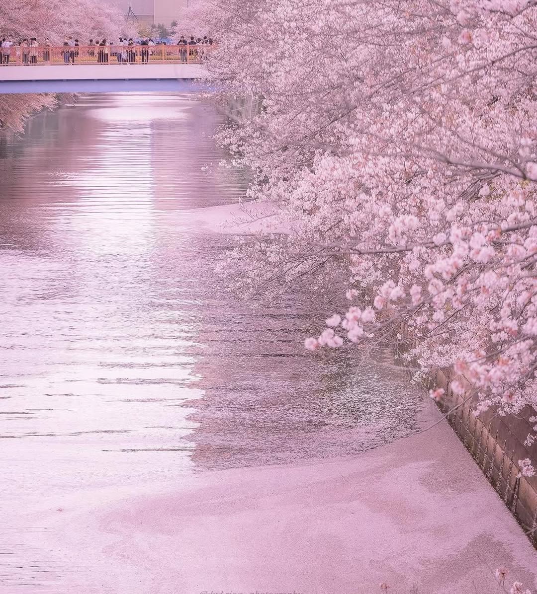 En alguna primavera estaré en Japón para ver esto… 🌸😍 

CC: @dvd.ring