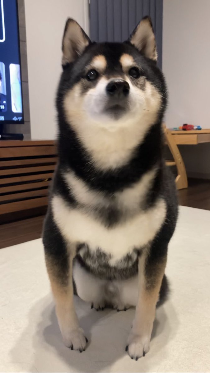 ぽんぽんポン助 (@ponpon_PONSUKE_) / Posts / X