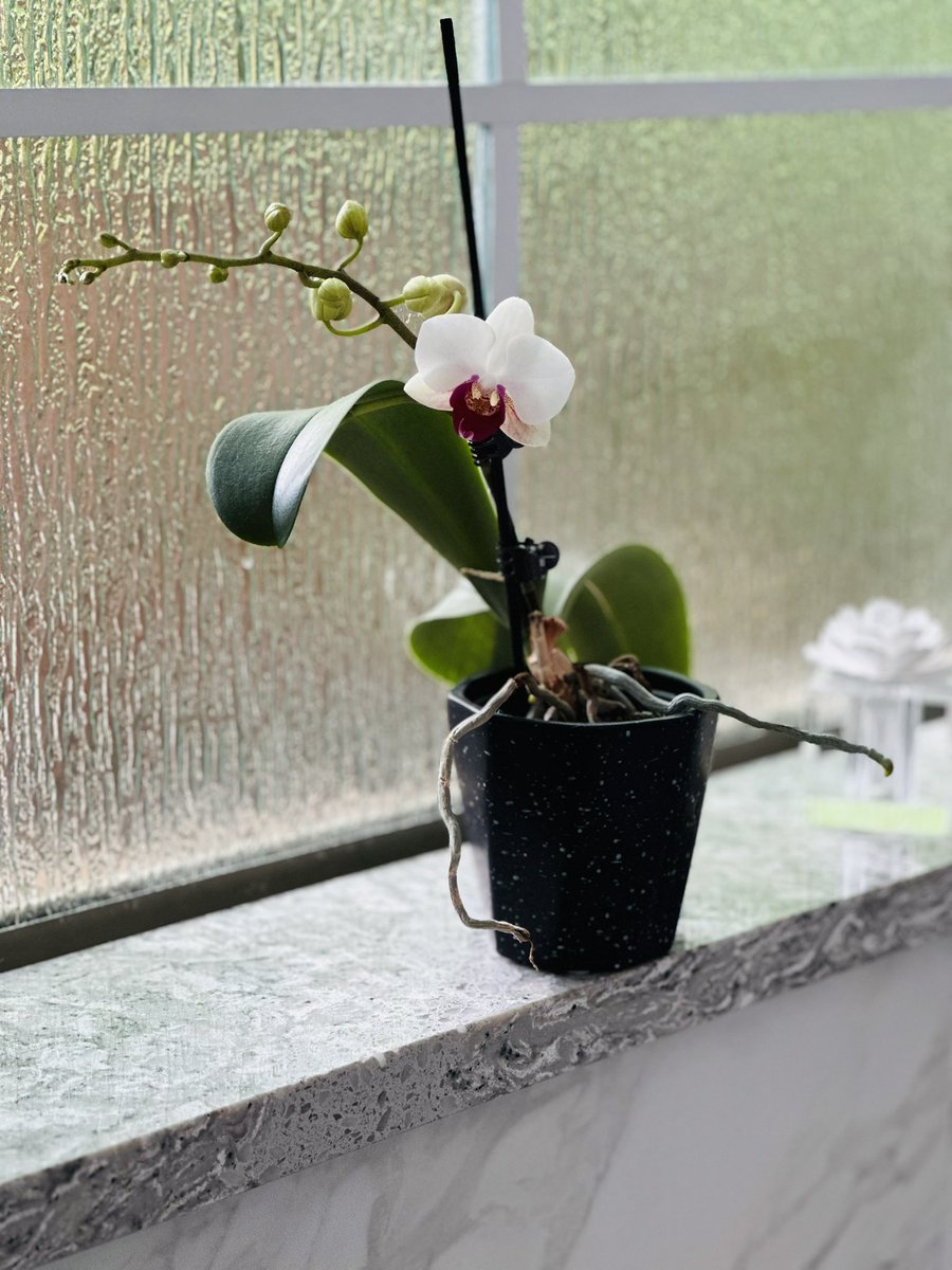 Easter week ‘25, when we remember Christ’s crucifixion—his saving sacrifice—and celebrate his resurrection.

Today’s exquisite bloom (on a plant I thought ruined) reminds me of the joy our Creator provides in the simple and the miraculous. May you know joy. Happy Easter.