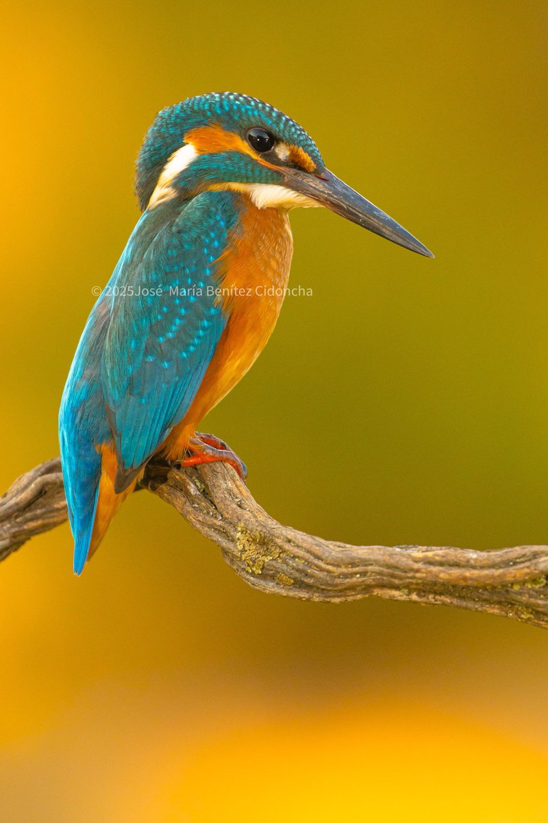 benitezjosem's tweet image. Una de las especies que más he fotografiado, desde que comencé en esto de la fotografía de naturaleza, es el Martín pescador. Y es que quien se resiste ante tanta belleza.