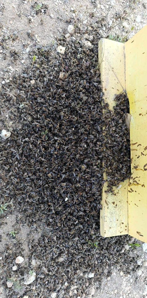 swilkinsonbc's tweet photo. Israelis poison beehives owned by a Palestinian farmer in Farsh Al-Hawa village in al-Khalil: killing bees in this day &amp; age is a crime against humanity https://t.co/Cc3BHj3cIR