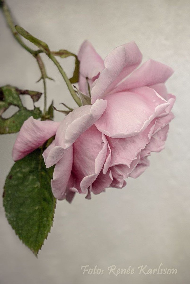 Bellisimo.#gülpembe #apinkrose #roses <a href="/asudriana/">asudriana julsp</a>