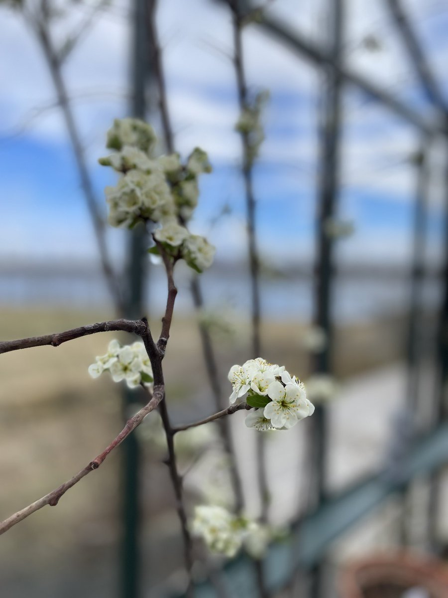 LiljaWriter's tweet photo. Inside my greenhouse—spring has quietly arrived. My beautiful plum tree is blooming! Soft petals unfolding in defiance of the cold. It feels like a secret victory. #icelandspring #winterisleaving https://t.co/CmBuMNp6g1