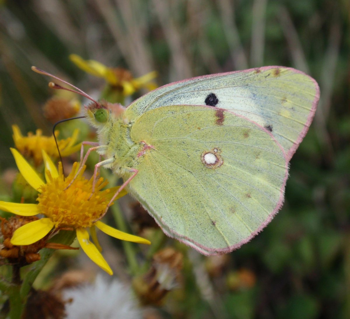 Could you be a citizen scientist?  

From the Big Butterfly Count to Bugs Matter, there are so many ways you can get stuck in: kentwildlifetrust.org.uk/blog/power-of-… 

📷 Clouded yellow by Rosie Bleet, Riversearch volunteer by Terry Hunt, Shoresearch volunteer by Max Renton.