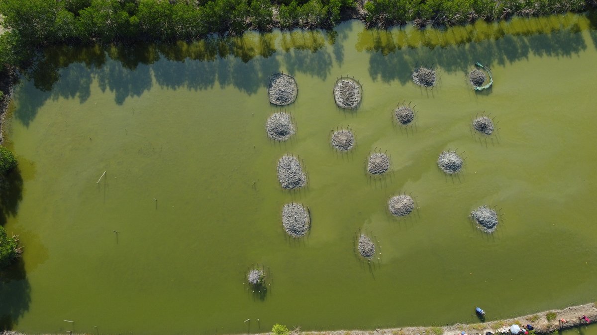 OceanusPH's tweet photo. Happy to be included in the @OctantApp Epoch 7 Climate Round, are you looking for real-world climate impact? @OceanusPH is involved in mangrove rehabilitation in unutilized fishponds and community training in the Philippines. Look at our impact since 2021!
#ClimateRound https://t.co/237s0aJTzy