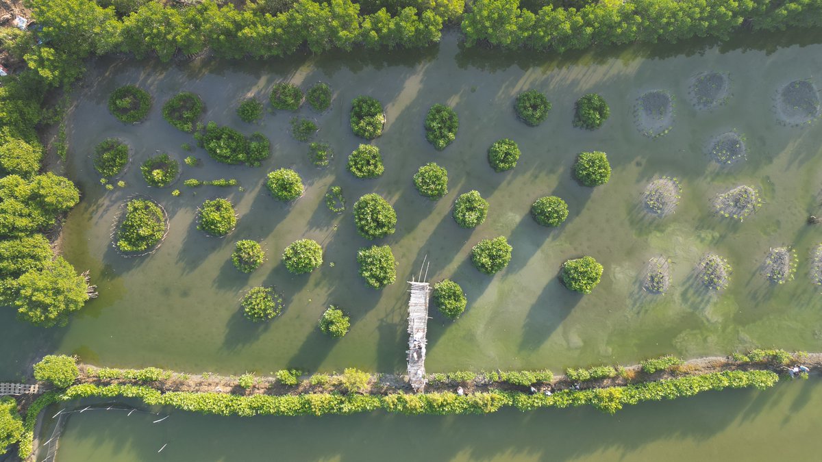 OceanusPH's tweet photo. Happy to be included in the @OctantApp Epoch 7 Climate Round, are you looking for real-world climate impact? @OceanusPH is involved in mangrove rehabilitation in unutilized fishponds and community training in the Philippines. Look at our impact since 2021!
#ClimateRound https://t.co/237s0aJTzy
