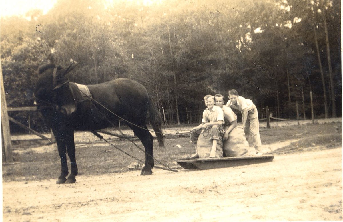 VStateArchives's tweet photo. Mule sled pulling sacks of sweet potatoes on the Owen Griffin farm on Flat Creek, 1940. Left to right: W. E. Griffin, Horace Griffin, and Max Devane (Farm Life and Agriculture - BerrienCounty) https://t.co/03BWIQGzzR https://t.co/ngTz61MAgM