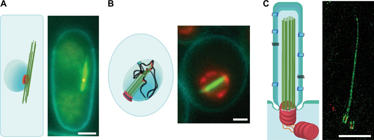APS Publications (@apspublications) on Twitter photo Interesting review <a href="/physiol_journal/">Physiology (APS Journal)</a>! #Microtubule Reorganization and #Quiescence: an Intertwined Relationship
Damien Laporte and Isabelle Sagot
ow.ly/1AK050VyRJk Interesting review <a href="/physiol_journal/">Physiology (APS Journal)</a>! #Microtubule Reorganization and #Quiescence: an Intertwined Relationship
Damien Laporte and Isabelle Sagot
ow.ly/1AK050VyRJk