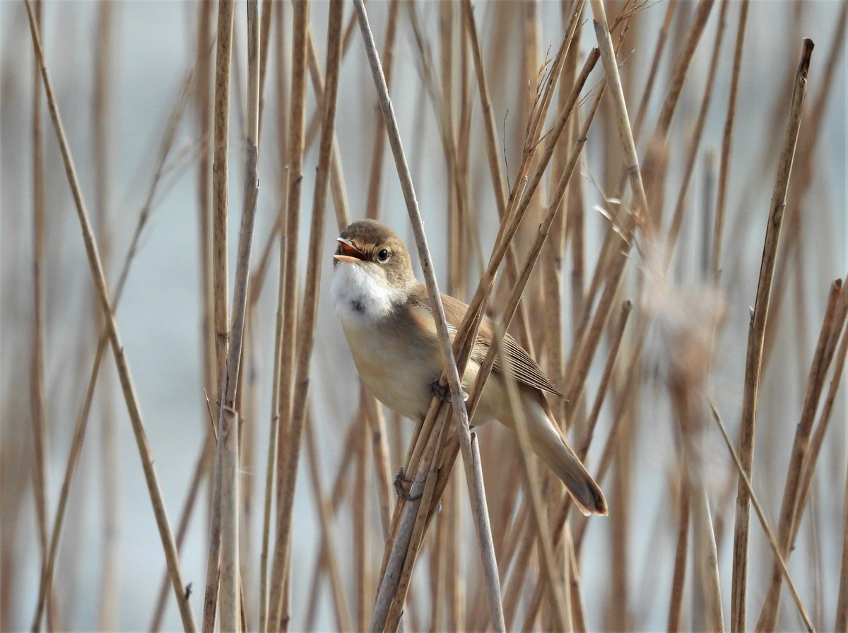 Reed Warbler at   Southmere SE2