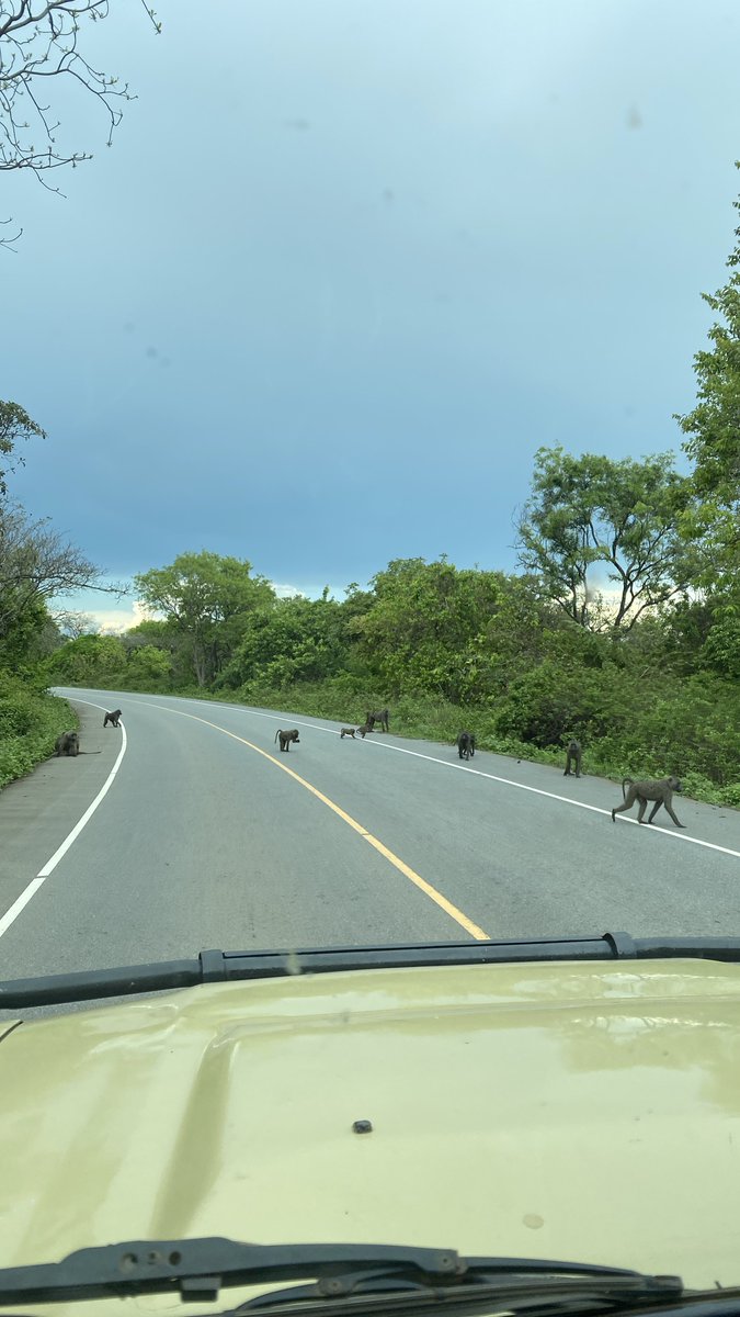 Day 1: Transfer to Murchison falls national park via Ziwa Rhino Sanctuary. 

Top Activities: 
• Rhino Tracking.

Book with <a href="/LenaTours_Ug/">LENA TOURS & TRAVEL</a> for an amazing experience. 

WhatsApp +256700487423
More info at; lenatoursandtravel.com

#VisitUganda #ExploreUganda